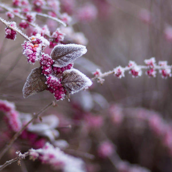 Worried about plants freezing?