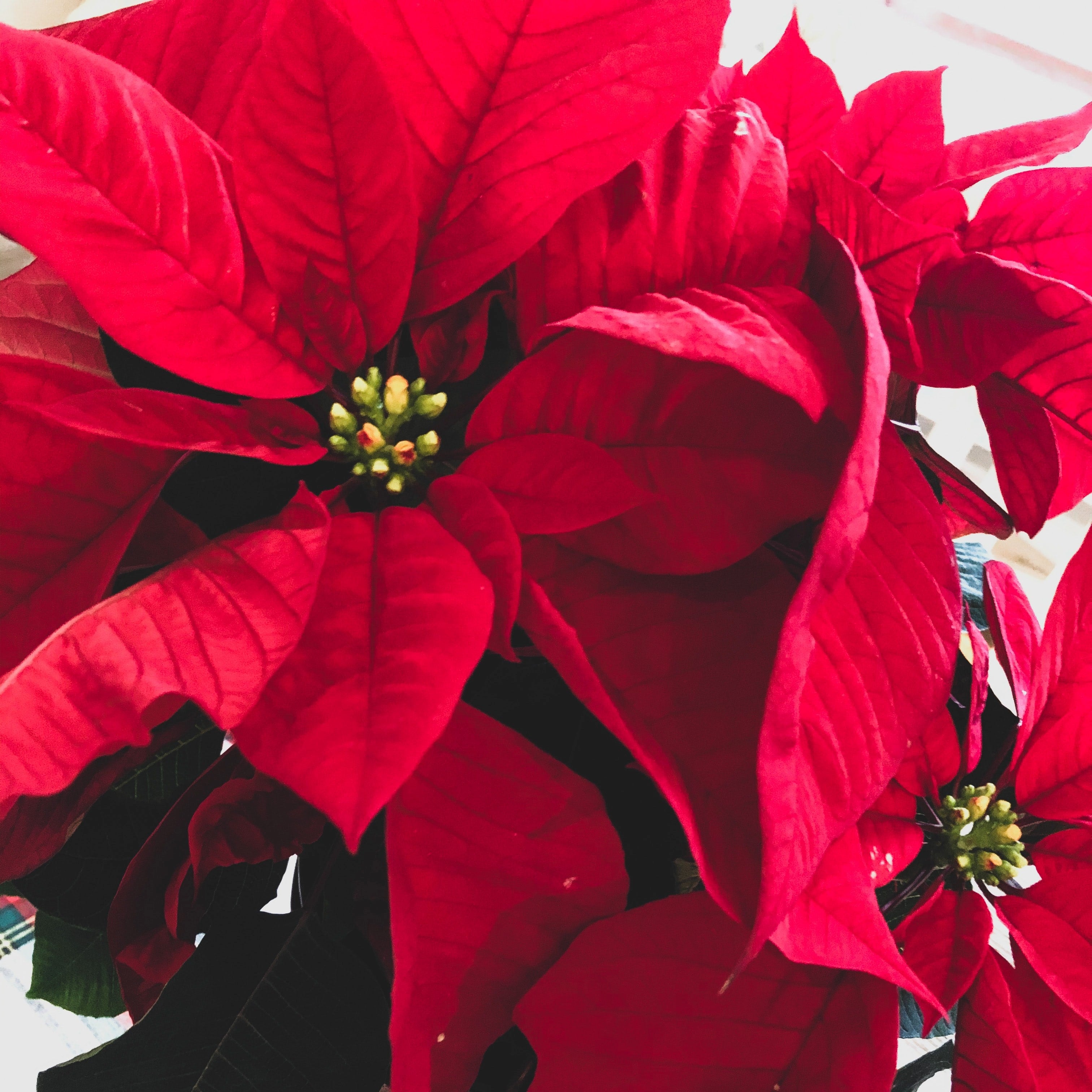 Leggy Poinsettias?